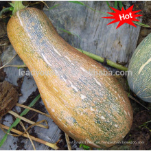 PU01 Guanglian f1 híbrido semillas de calabaza muy dulce